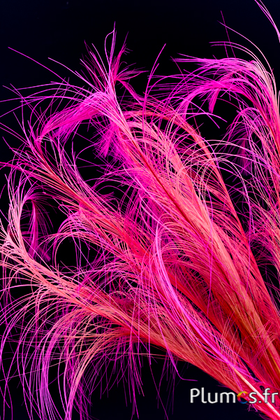 Faisan Hoki - 45-50 cm - rose-fuchsia